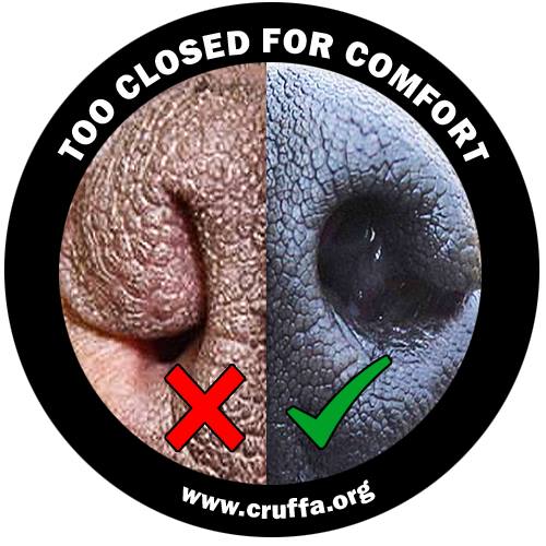 Cruffa