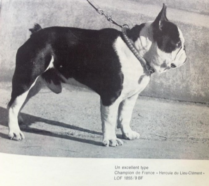 Franzsischer Champion 677x600