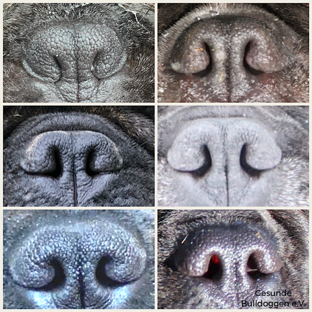 Nasenoffnungen