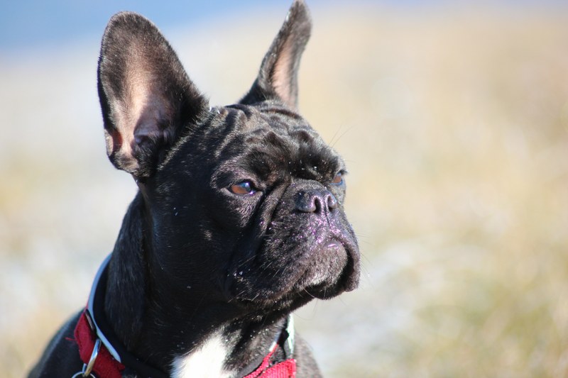 Pixie Dezember 032 800x533