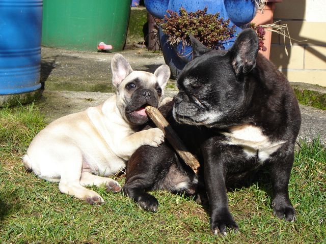harvey und alfons