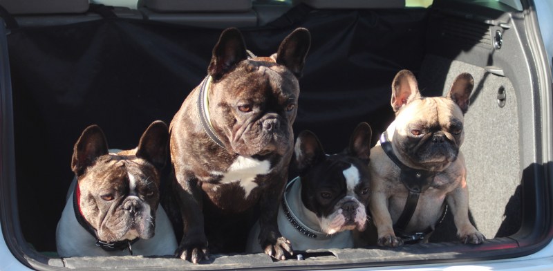 Kofferraumbullys 800x392