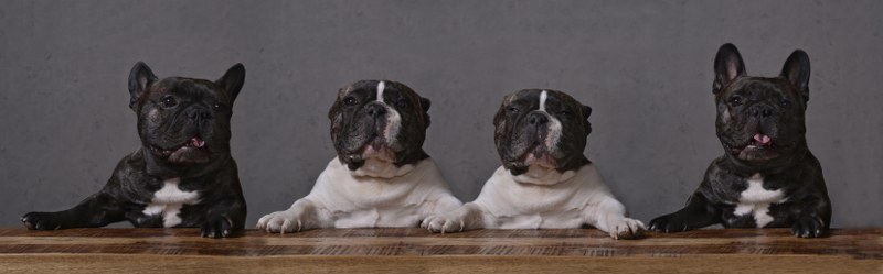 Ollitinotinoollli 800x249