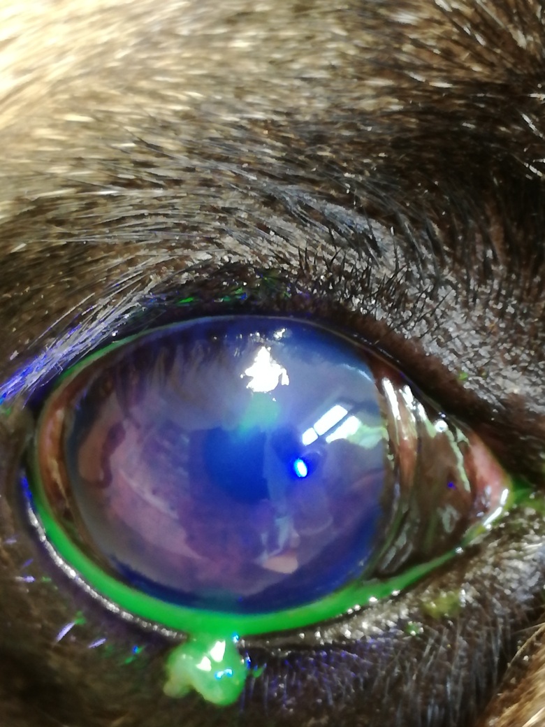 Fluoreszein positiver Hornhautdefekt mit aufgeworfenen Epithelrndern