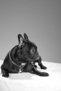 sumo1