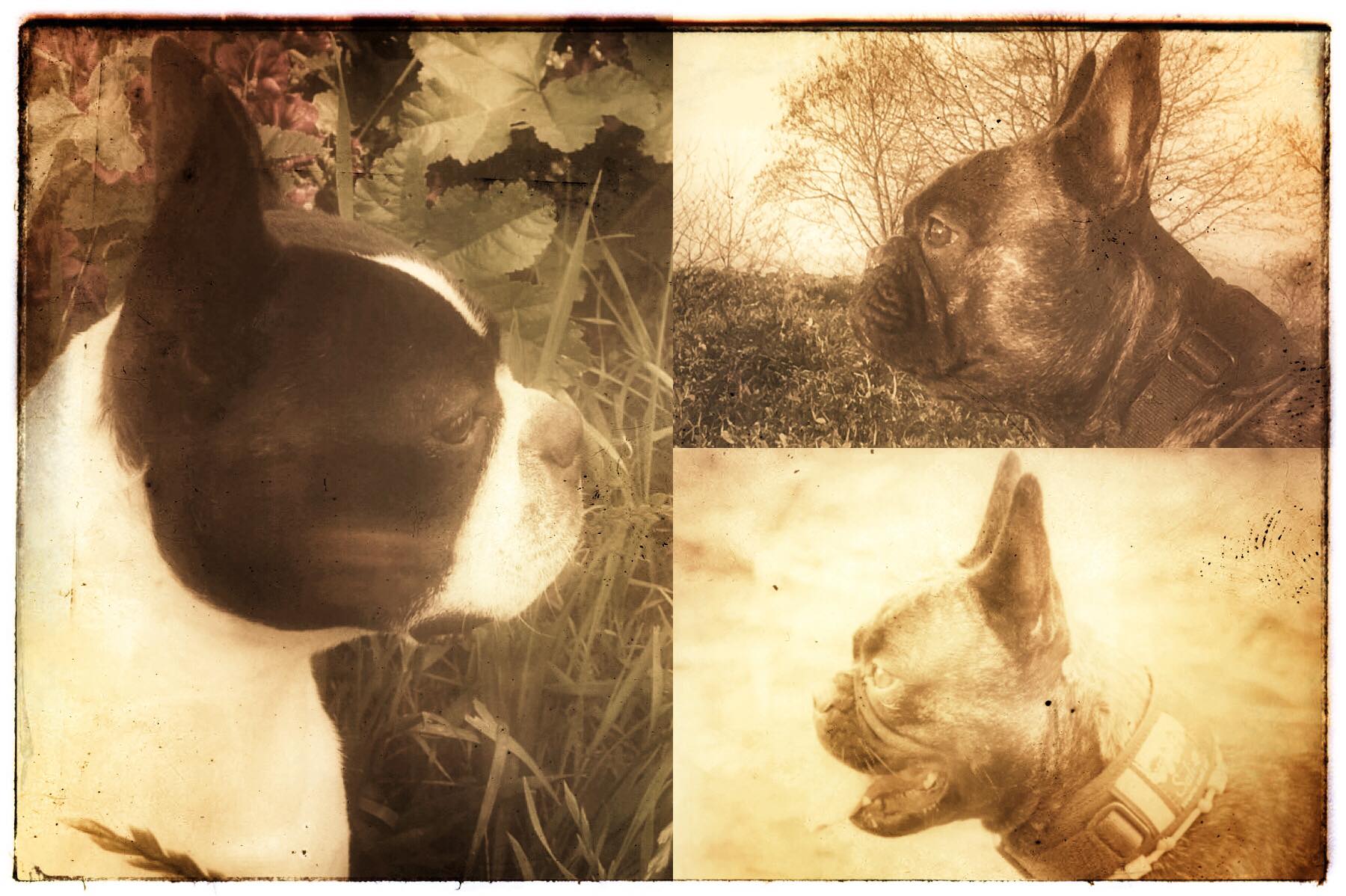 Frenchton21