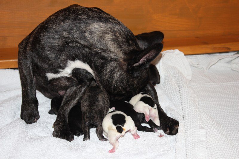 Lola Babys