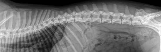DICOM DX 2009 12 14 0000605578