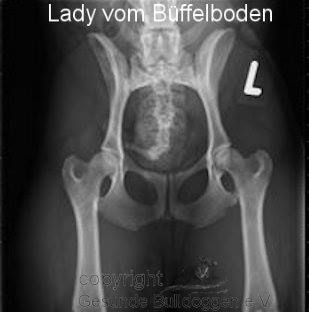 Lady HD