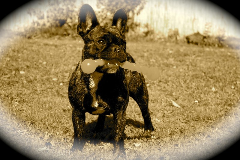 Bully Hund 800x534