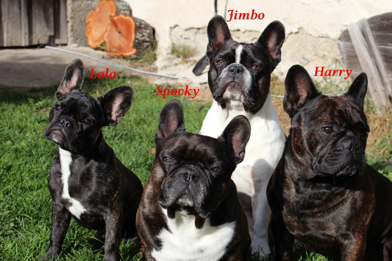 Trschild Bullys 800x533