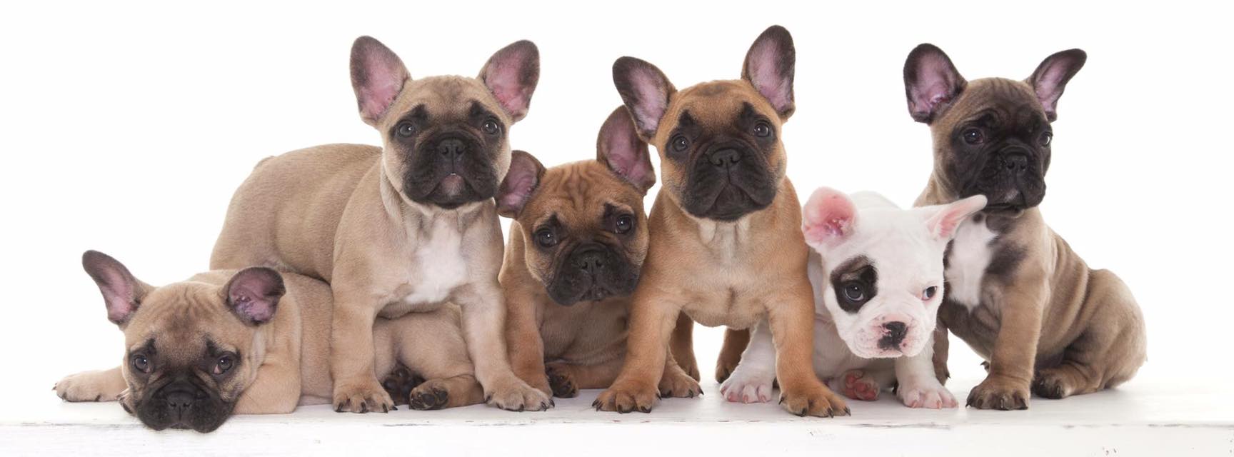 Pups Balou 2016